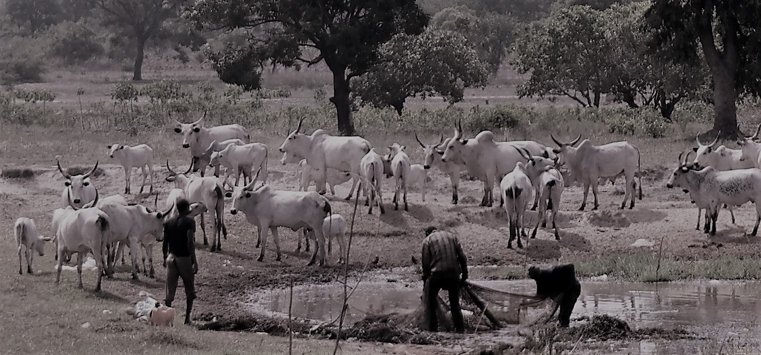 The herd at Geregu
